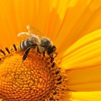 8 kérdés a rovarcsípés allergiáról