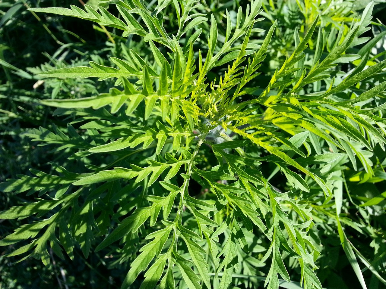 Parlagfű allergiás? Már csak néhány hete maradt allergén immunterápiát kezdeni! 