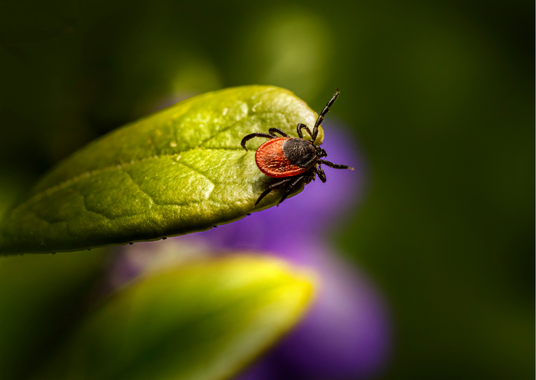 Nyári influenza vagy Lyme-kór? Figyeljen a tünetekre!
